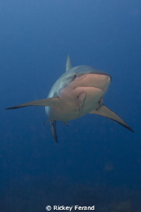Caribbean Reef Shark by Rickey Ferand 